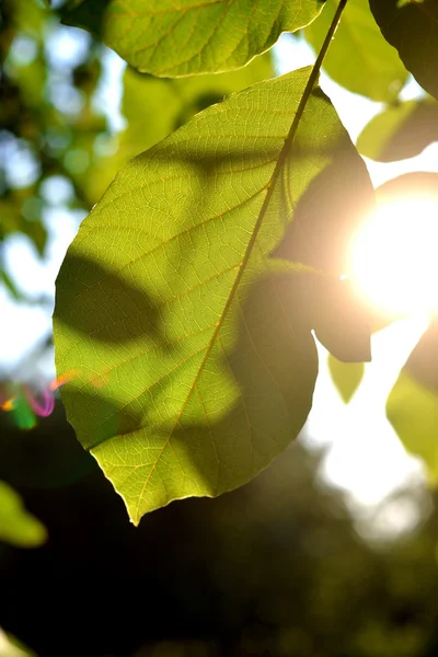 호두 녹색 잎 — 스톡 사진