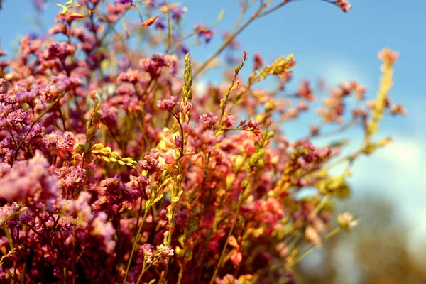 Wild pink herb — Stock Photo, Image