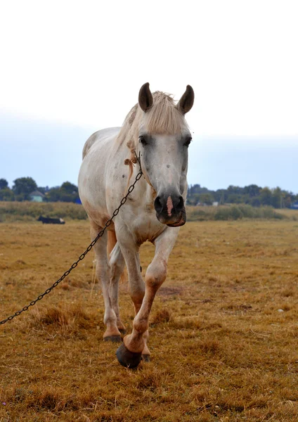 Cavallo bianco — Foto Stock