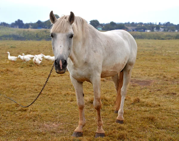 Cavallo bianco — Foto Stock