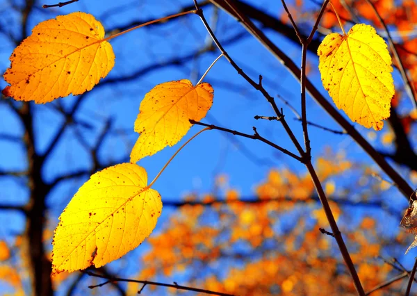 Gałąź z żółtymi liśćmi — Zdjęcie stockowe