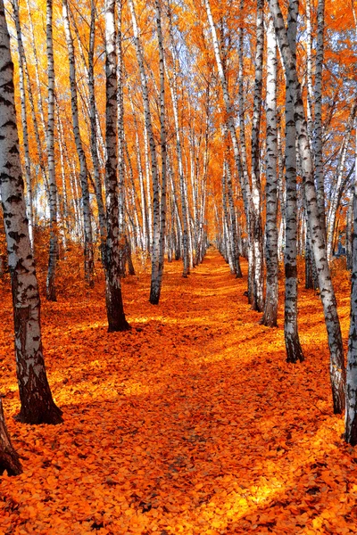 Herbst-Birkenwald — Stockfoto