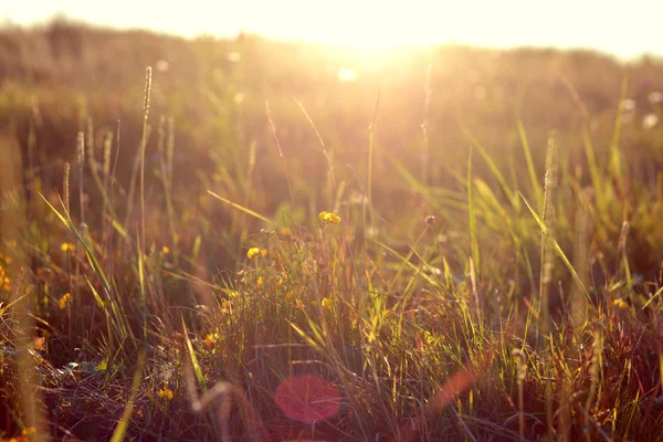 Bloemen en gras — Stockfoto