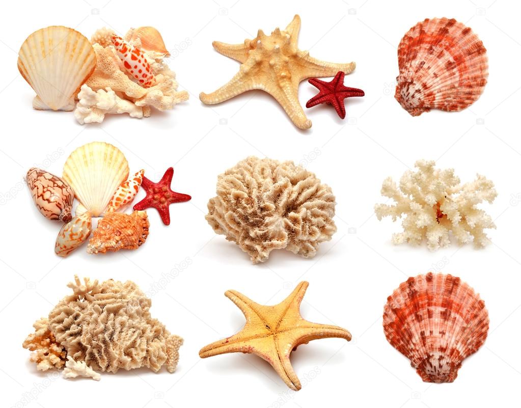 sea stars, shells and coral