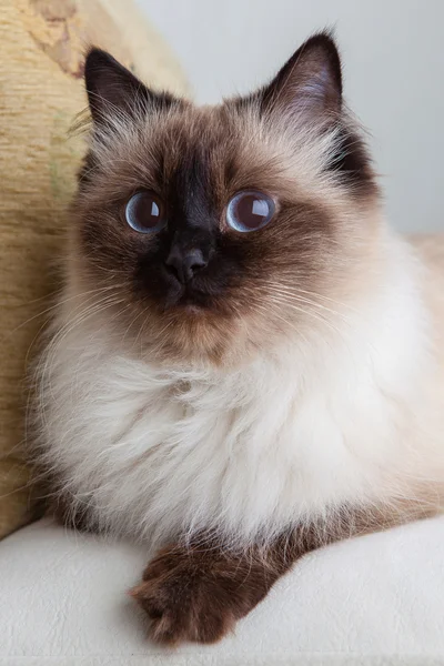 Retrato de un gato de cerca — Foto de Stock