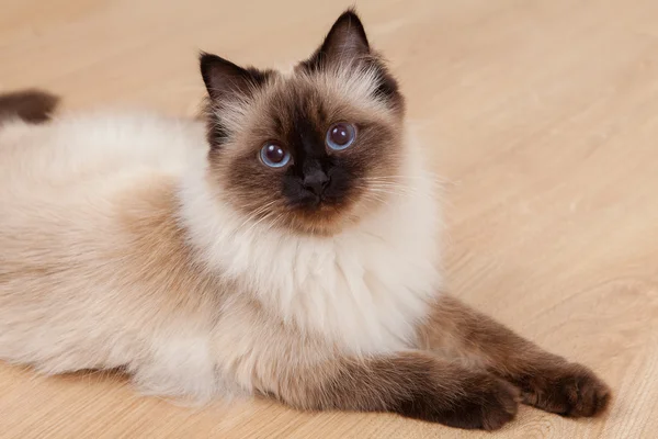 Retrato de un gato de cerca — Foto de Stock