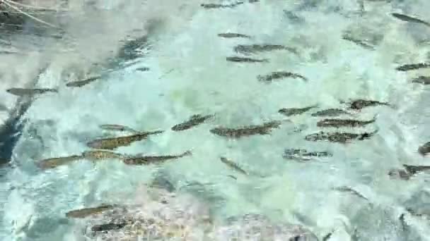 Vis shoal drift op upstream richting in transparante stroom water — Stockvideo