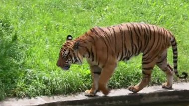 çim yürüyüş tiger