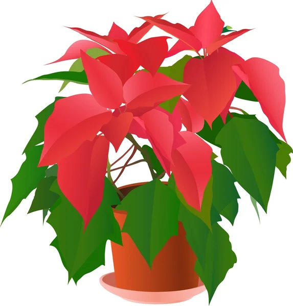 Red poinsettia plant on white — Stock Vector