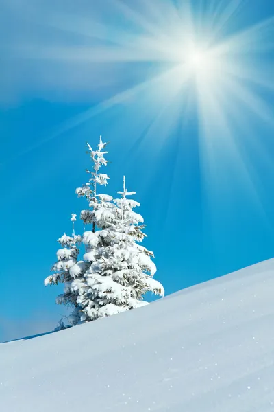 Besneeuwde zonneschijn landschap — Stockfoto