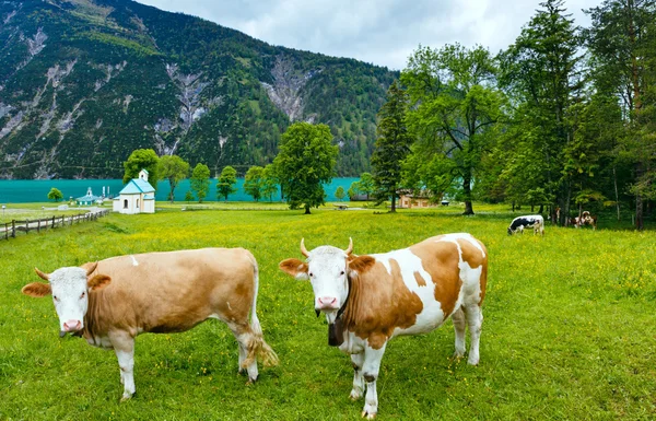 Achensee paisaje de verano y rebaño de ganado (Austria ). — Foto de Stock