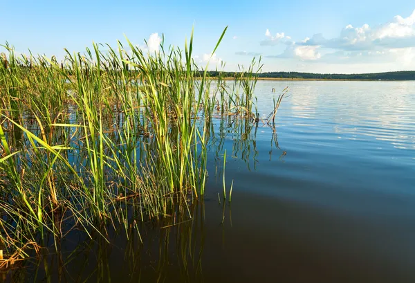 Summer rushy lake — Stock Photo, Image