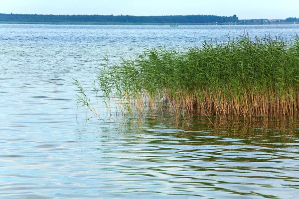 Été lac rushy — Photo