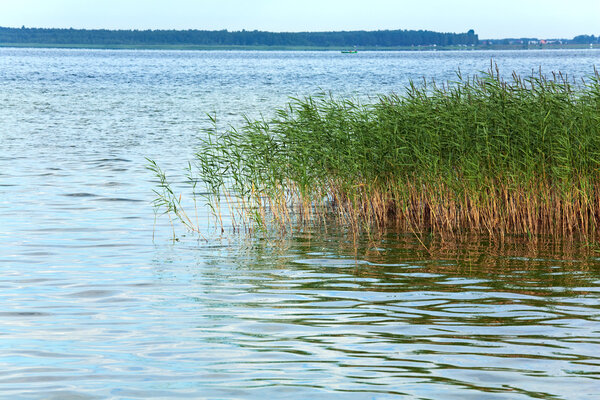 Summer rushy lake