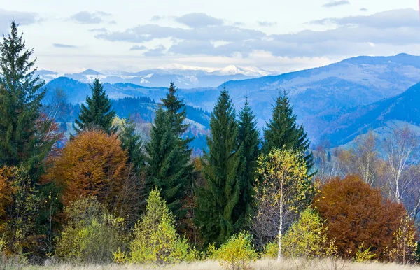 Bosque de montaña de otoño —  Fotos de Stock