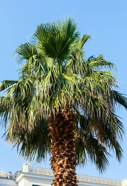 Palm tree top (close seup ) — стоковое фото