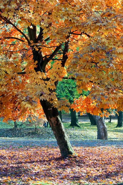 Herbst-Ahornbäume im Park — Stockfoto