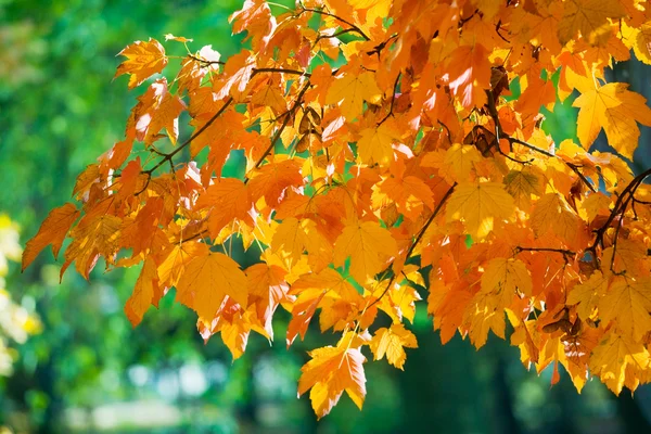 在公园的秋季槭树。 — 图库照片