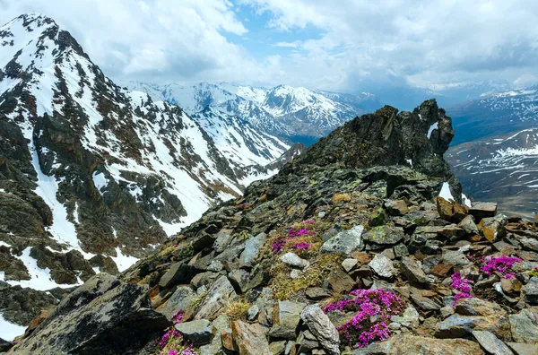 Alp flowers over mountain precipice and clouds — Stock Photo, Image