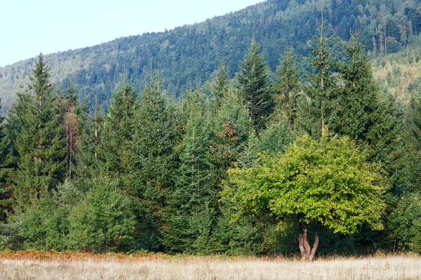 Outono floresta montanhosa — Fotografia de Stock