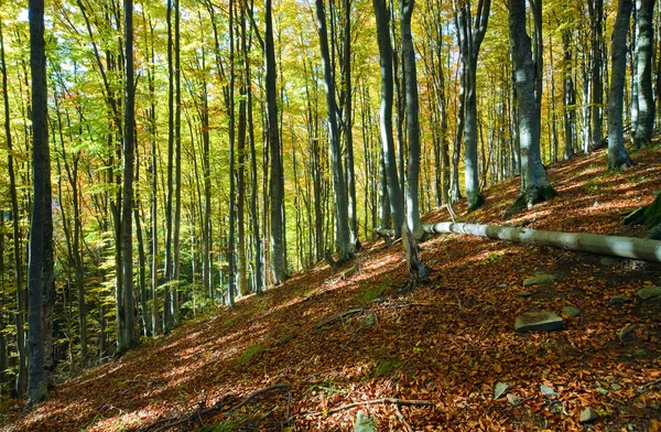 Foresta montana autunnale — Foto Stock