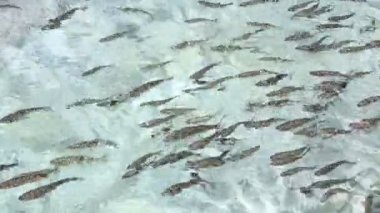 Balık balık sürüsü drift üzerinde şeffaf akış su akış yukarı yönde