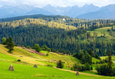 Yaz dağ ülke görünümü