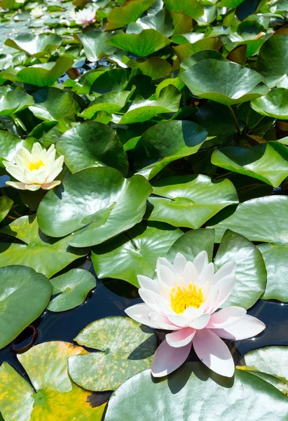 Pink water lily — Stock Photo, Image