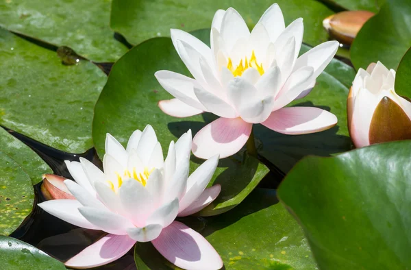 Pink water lily — Stock Photo, Image