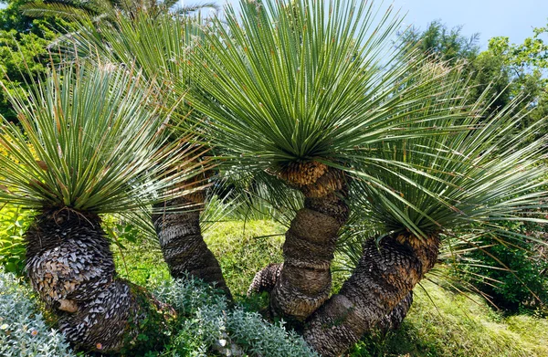 Zomer park — Stockfoto