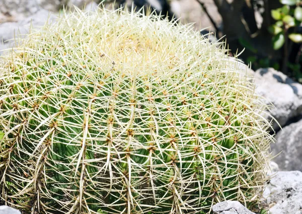 Cierniste kaktus roślina — Zdjęcie stockowe