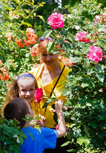 Familj bland rosenbuskar — Stockfoto
