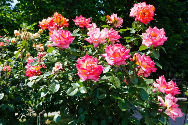 Pembe gül bush — Stok fotoğraf