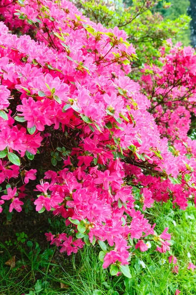 Rózsaszín virágok virágzó Rhododendron bokor — Stock Fotó