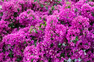 Mor Begonviller çiçekler (arka plan)