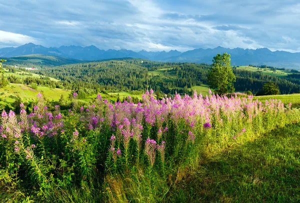 Montagne d'été vue campagne — Photo