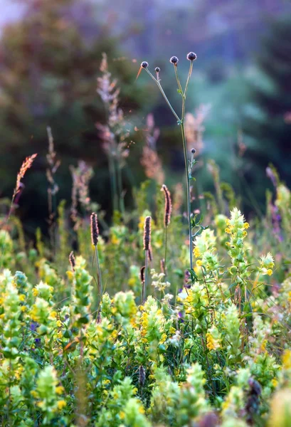 Zomer zonsondergang wilde bloemen en grassen — Stockfoto