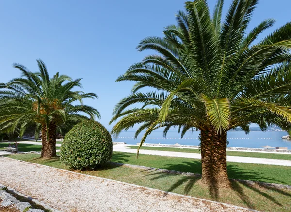 Palmiye ağaçları (Karadağ ile yaz park) — Stok fotoğraf