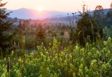 kır çiçekleri, yatay yaz