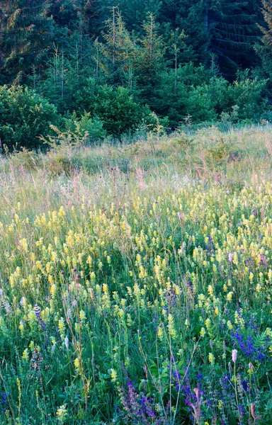 Zomer zonsondergang wilde bloemen — Stockfoto