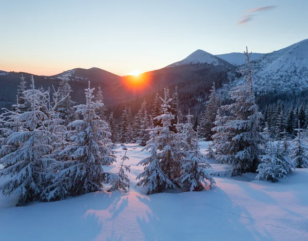 Zonsopkomst winter berg landschap met dennenbomen. — Stockfoto