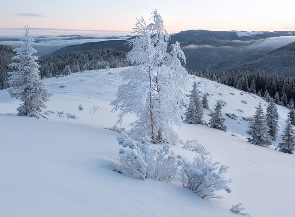 Inverno paisagem montanhosa com árvores nevadas — Fotografia de Stock