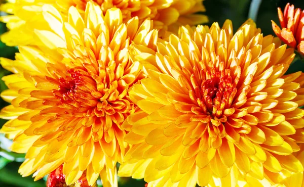 Orange autumn chrysanthemums bush — Stock Photo, Image
