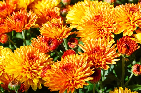 Orange autumn chrysanthemums bush — Stock Photo, Image