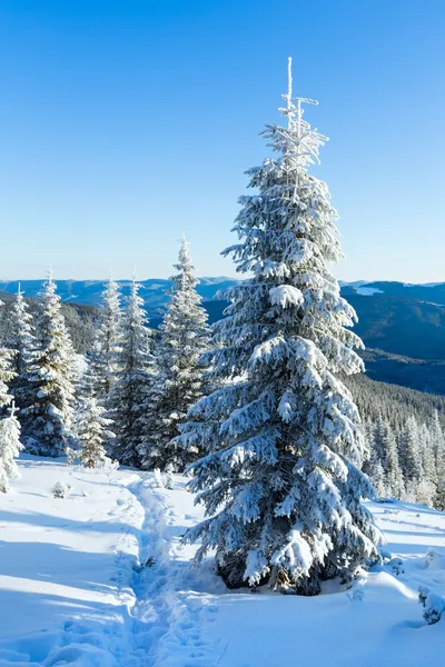 Manhã inverno paisagem de montanha — Fotografia de Stock