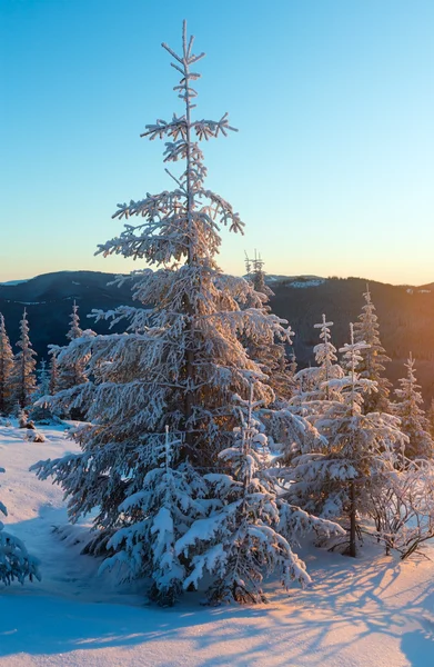 첫 번째 아침 태양 열에 겨울 전나무 — 스톡 사진