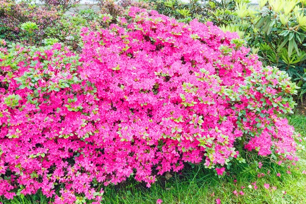 Blossoming Rhododendron bush with pink flowers — Stock Photo, Image