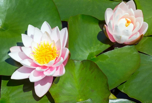 Pink water lily — Stock Photo, Image