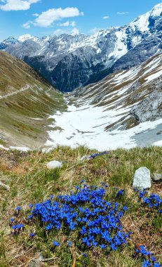 Yaz stelvio Geçidi (İtalya) ve mavi çiçekler önünde.