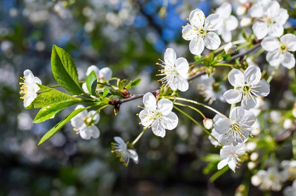 Galho de árvore de cereja florido branco — Fotografia de Stock